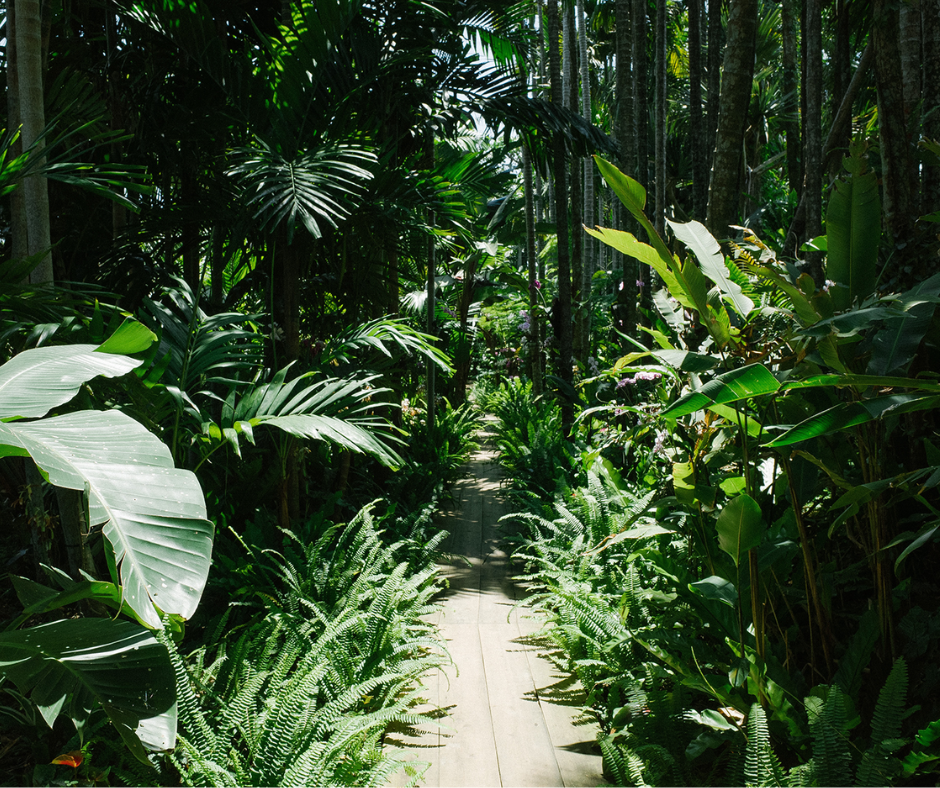 jungle